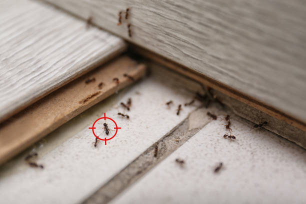 Bird Control in Key Vista, FL