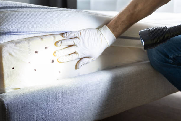 Best Wasp Removal Services  in Key Vista, FL