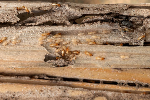 Best Flea Control Services  in Key Vista, FL