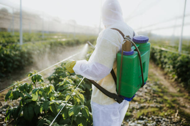Best Pest Prevention Services  in Key Vista, FL